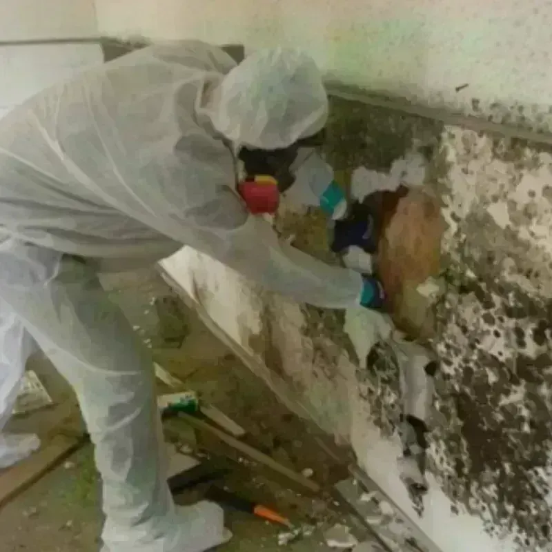 Mold Remediation and Removal in Conway County, AR